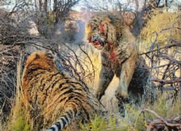 太原二虎爆料视频最新,揭秘事件背后惊人真相